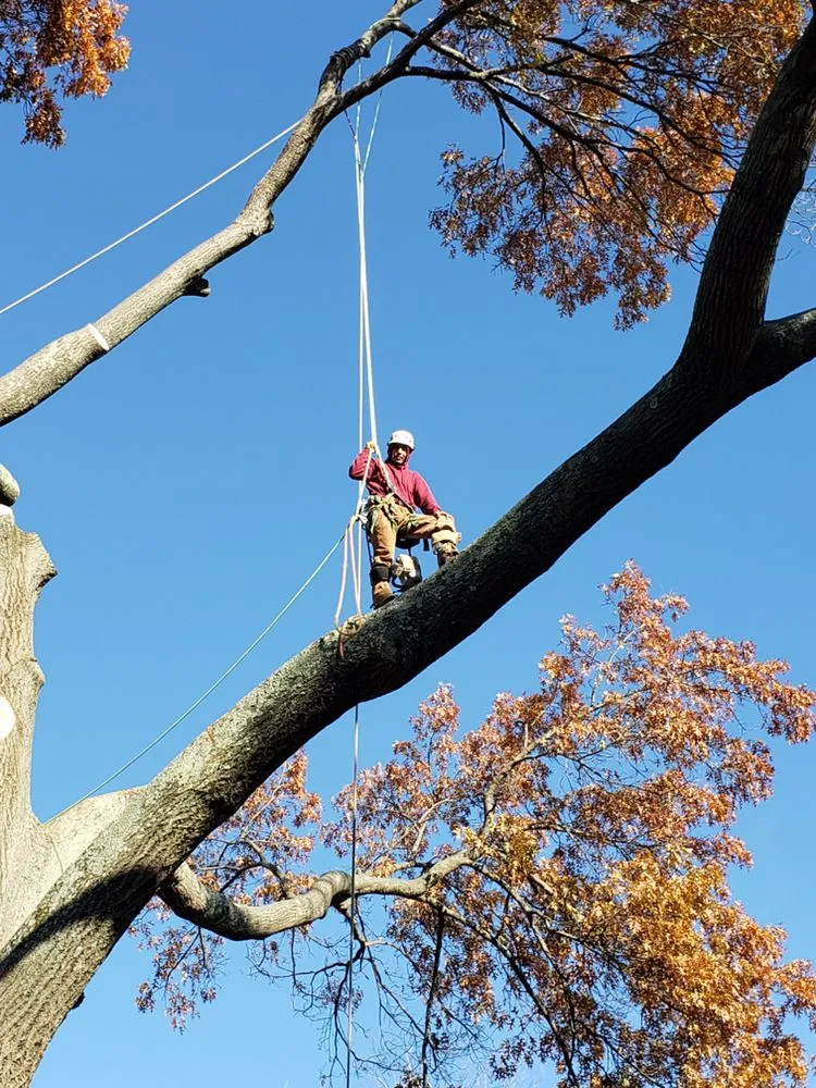 Trusted yard maintenance for residential properties across Warminster, PA - Top Notch Tree Care and Landscaping