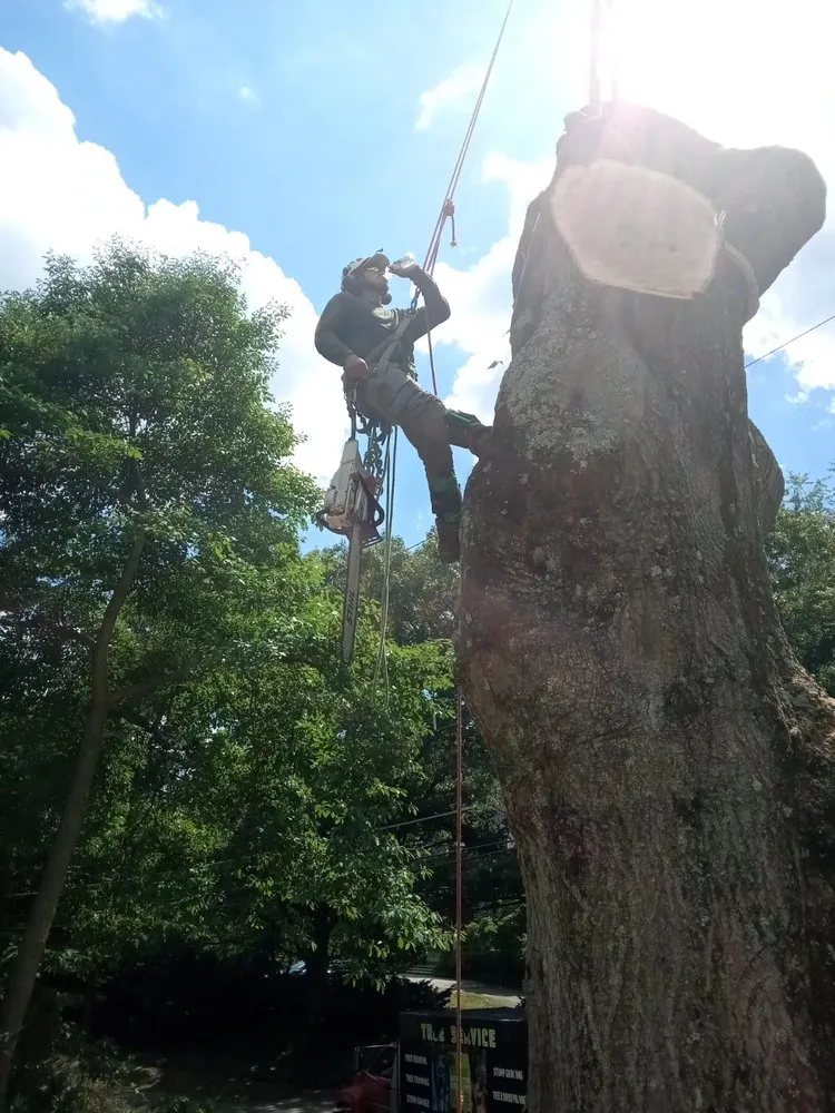 Affordable yard cleanup service in Warminster, PA by Top Notch Tree Care and Landscaping