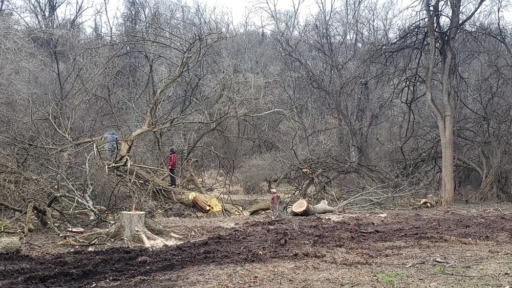 Trusted yard cleanup service in Warminster, PA - Top Notch Tree Care and Landscaping