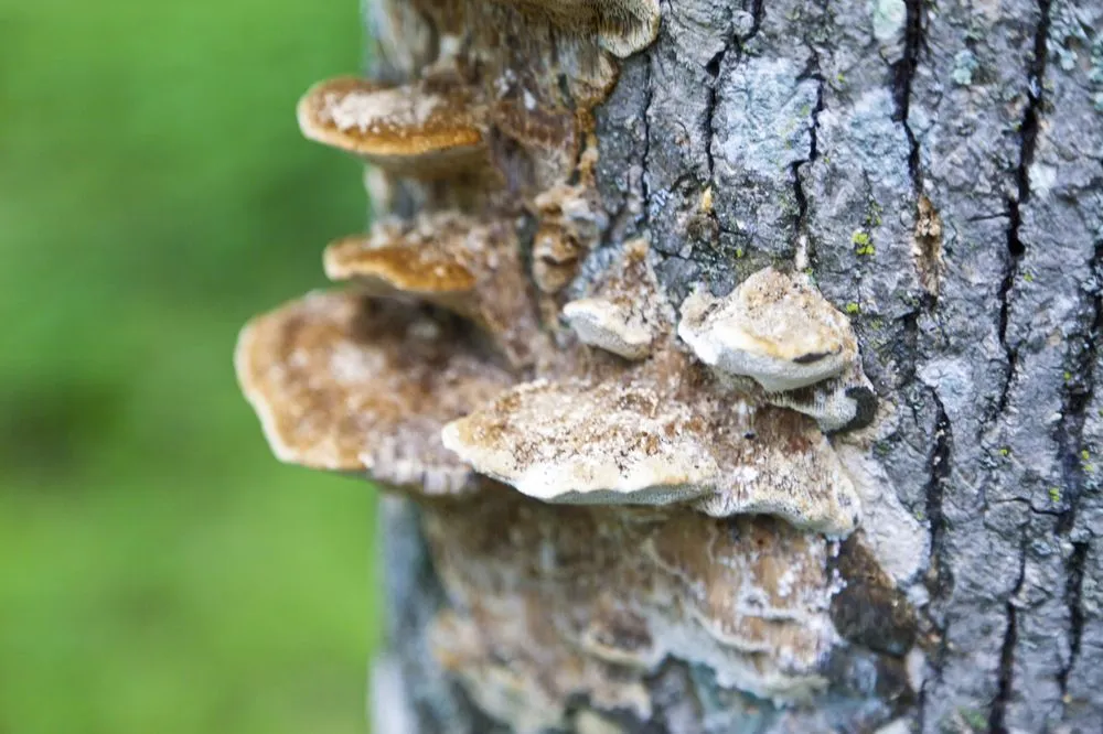 Local outdoor landscaping for residential properties in Simi Valley, CA by Top Notch Tree Care