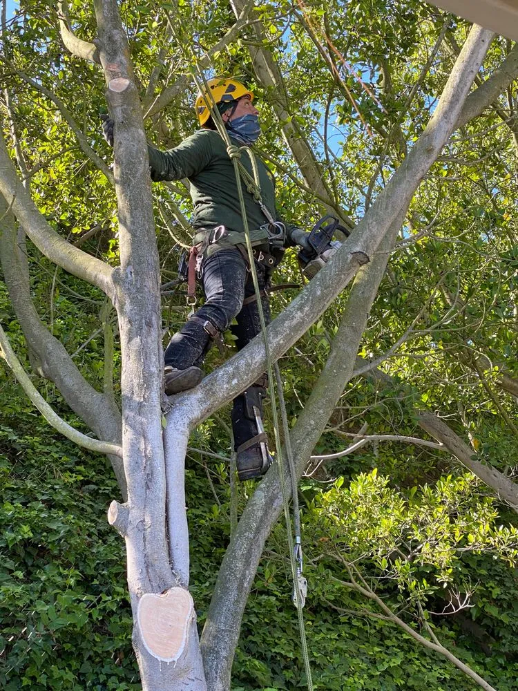 Professional lawn mowing service in Simi Valley, CA by Top Notch Tree Care