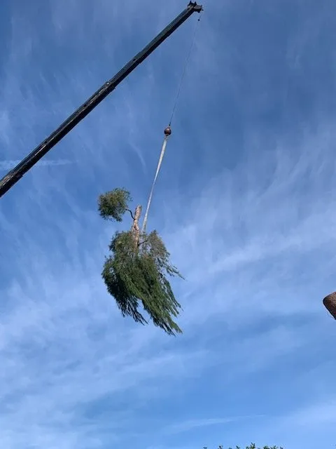 Affordable landscaping services for year-round maintenance in Simi Valley, CA by Top Notch Tree Care