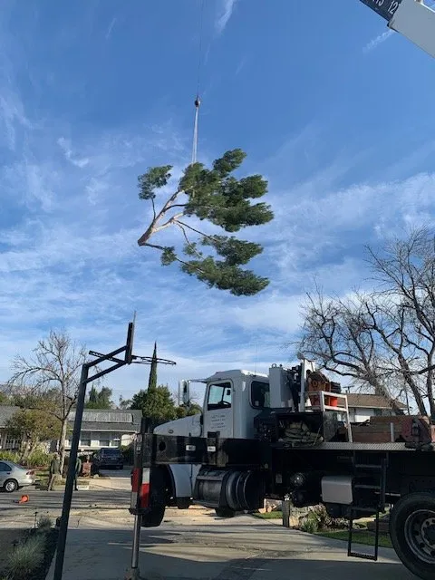 Expert yard maintenance in Simi Valley, CA - Top Notch Tree Care