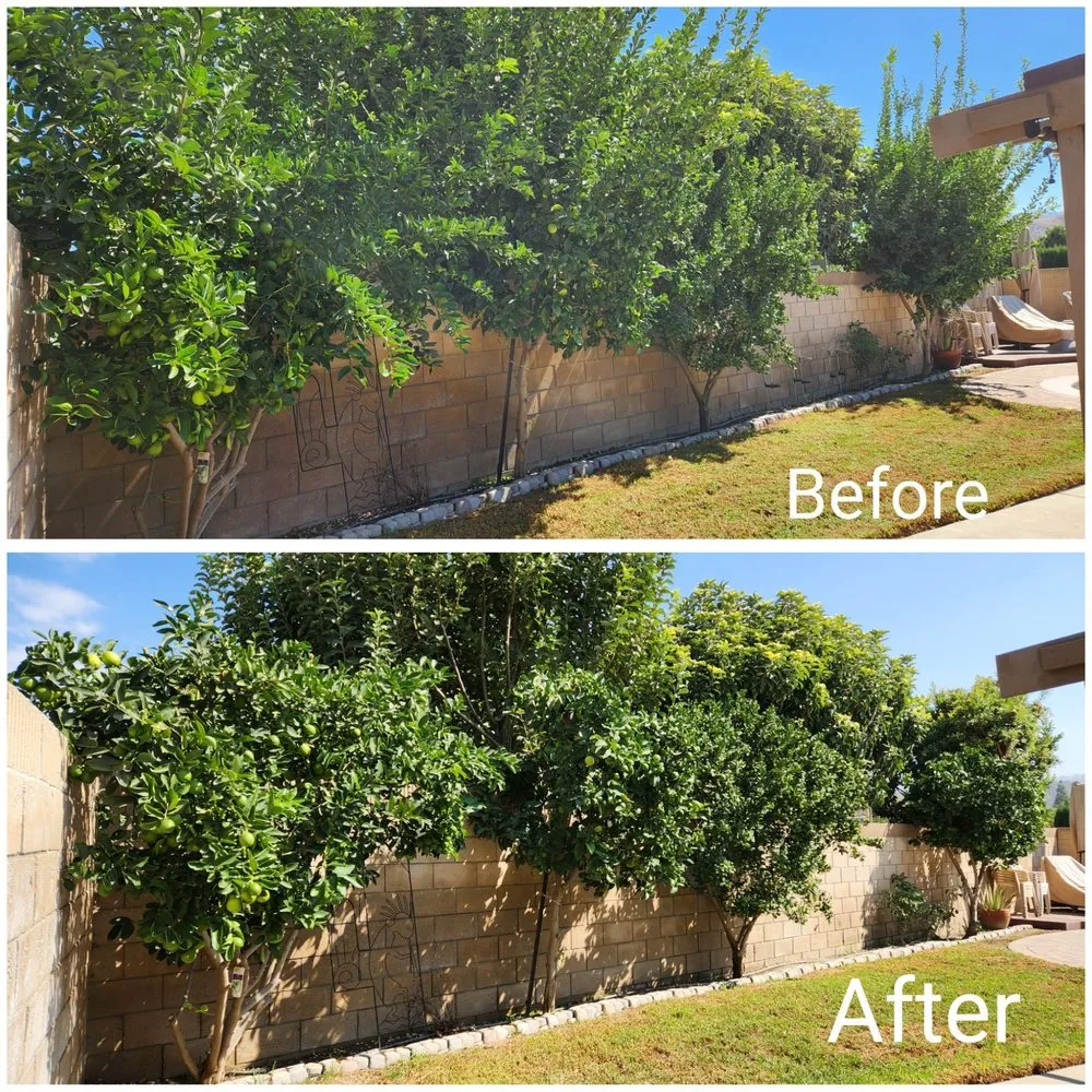 Trusted landscape design in Simi Valley, CA - Top Notch Tree Care