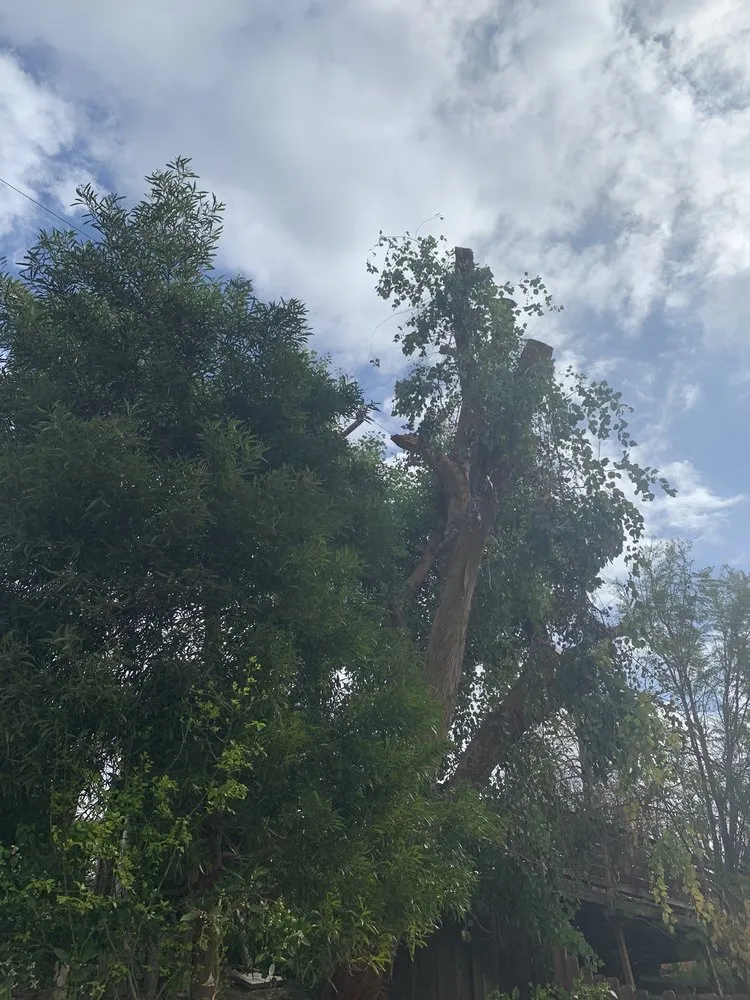 Affordable outdoor landscaping for beautiful yards in Simi Valley, CA by Top Notch Tree Care
