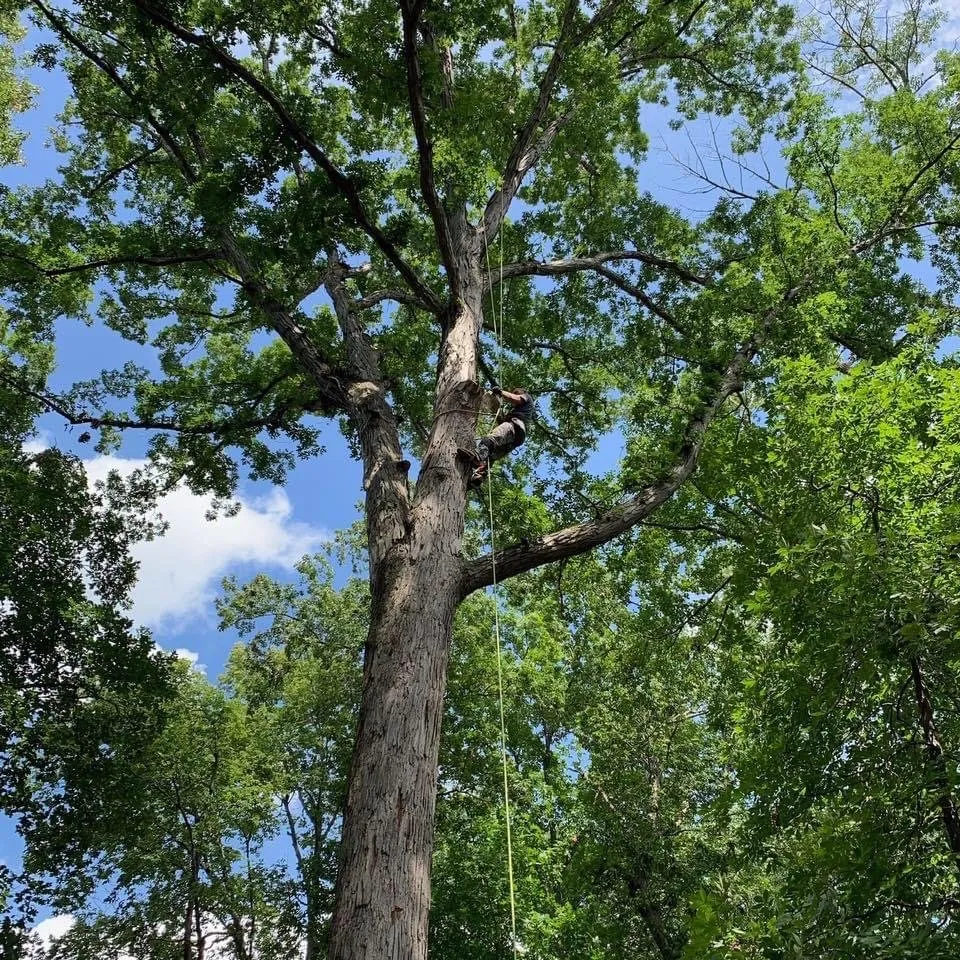 Affordable yard cleanup service experts serving Elmira, OR - Top Notch Tree Experts