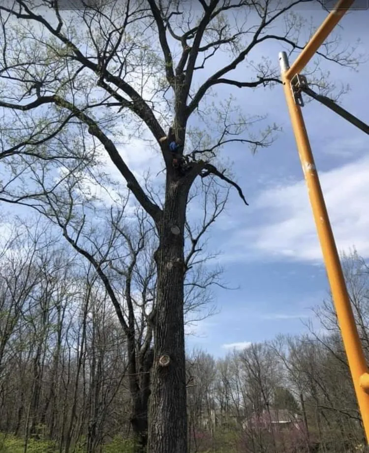Affordable landscaping services for residential properties across Elmira, OR - Top Notch Tree Experts