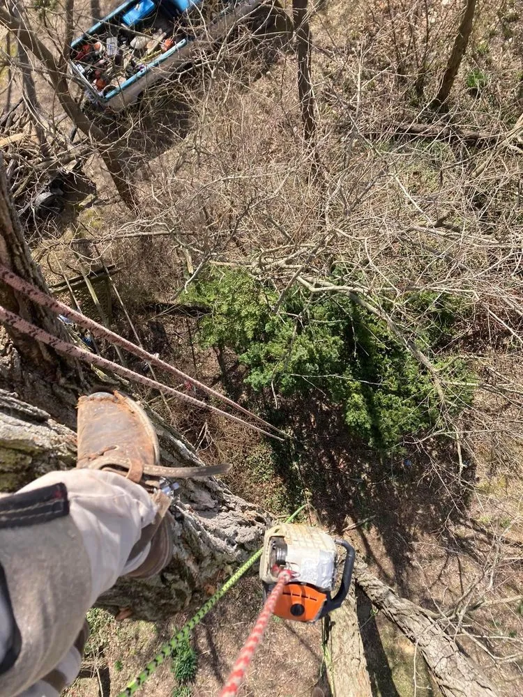 Professional yard cleanup service in Elmira, OR - Top Notch Tree Experts