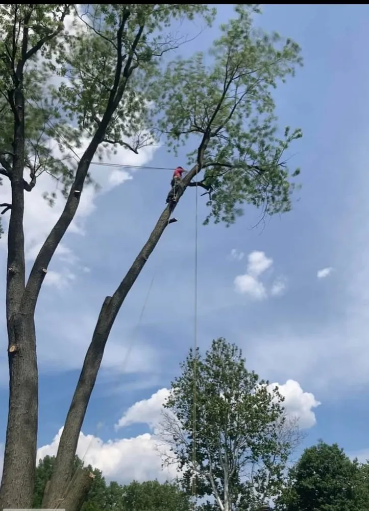 Affordable lawn mowing service in Elmira, OR by Top Notch Tree Experts