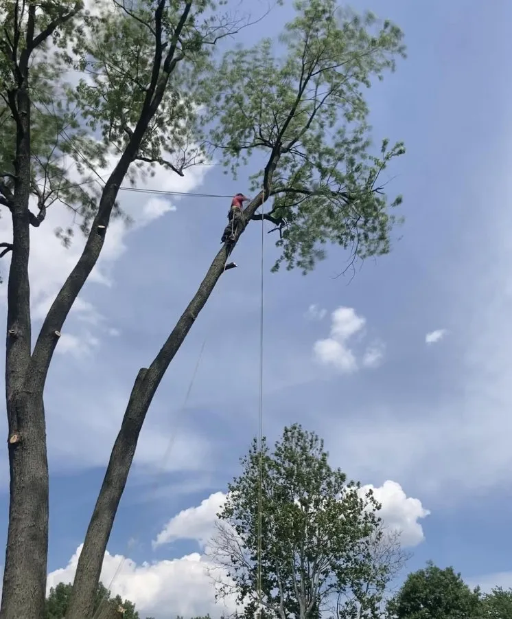 Expert outdoor landscaping experts serving Elmira, OR - Top Notch Tree Experts