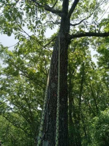 Top-rated landscape installation for residential properties in Elmira, OR by Top Notch Tree Experts