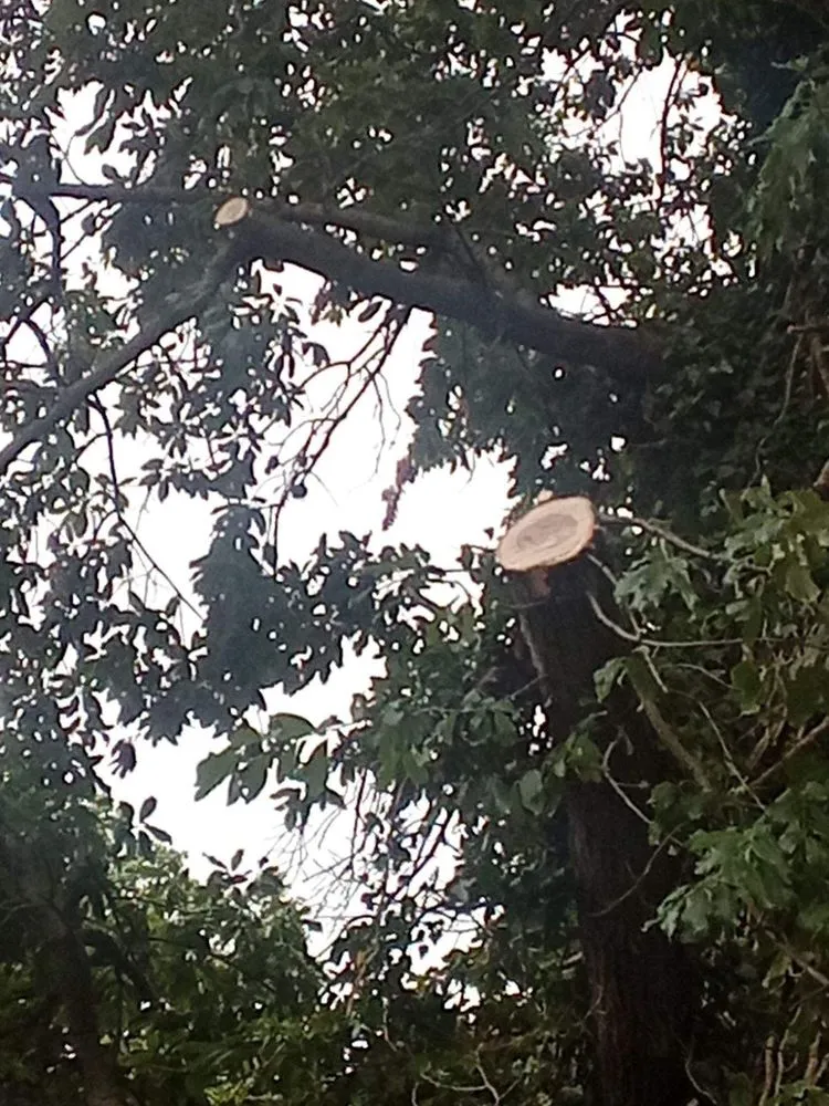 Top-rated lawn mowing service for residential properties across Elmira, OR - Top Notch Tree Experts