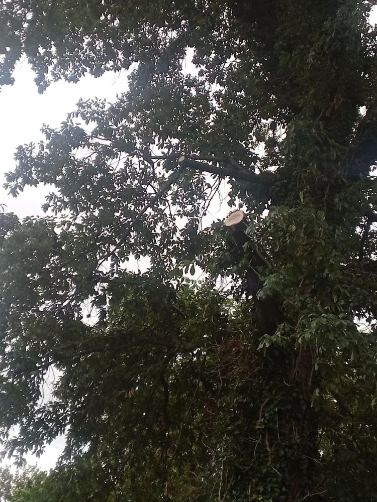 Custom yard cleanup service experts serving Elmira, OR - Top Notch Tree Experts