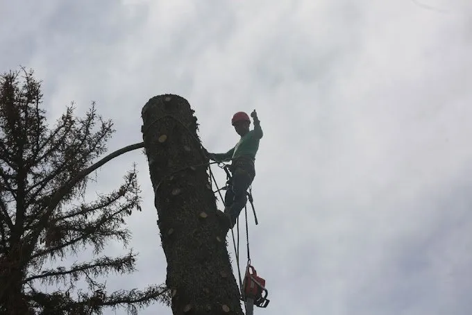 Professional lawn mowing service in Milliken, CO - Top Notch Tree Service