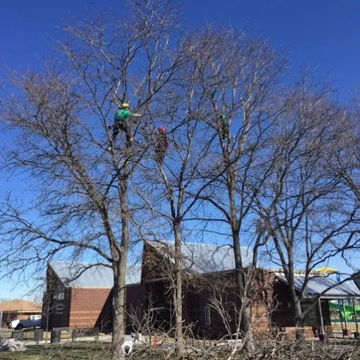 Top-rated lawn care service for homes across Milliken, CO - Top Notch Tree Service