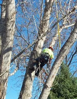 Expert residential landscaping in Milliken, CO by Top Notch Tree Service