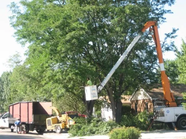 Expert landscaping services for homes across Milliken, CO - Top Notch Tree Service