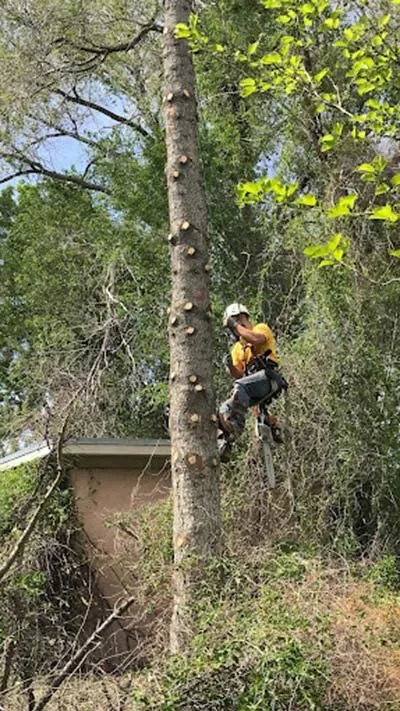 Top-rated landscape design in Pocatello, ID by Top Notch Tree Service