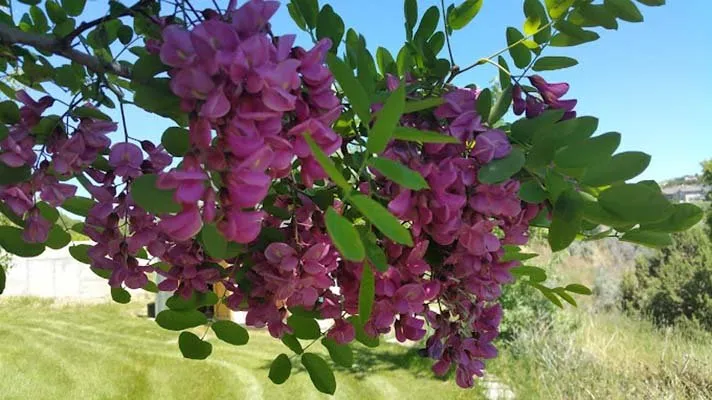 Affordable landscape design near you across Pocatello, ID - Top Notch Tree Service