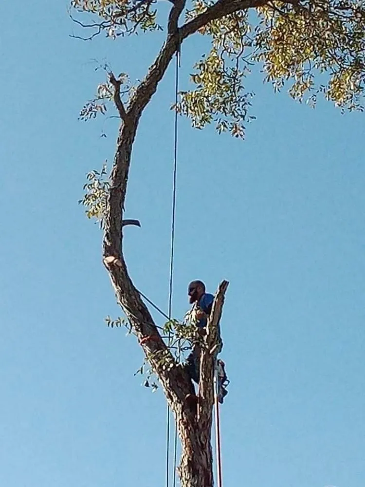 Top-rated lawn mowing service for homes in San Antonio, TX by Top Notch Tree Service