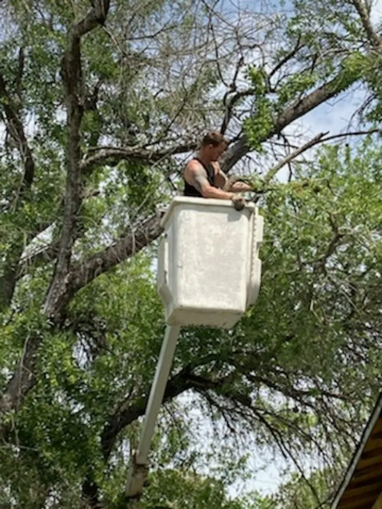 Trusted lawn mowing service experts serving San Antonio, TX - Top Notch Tree Service