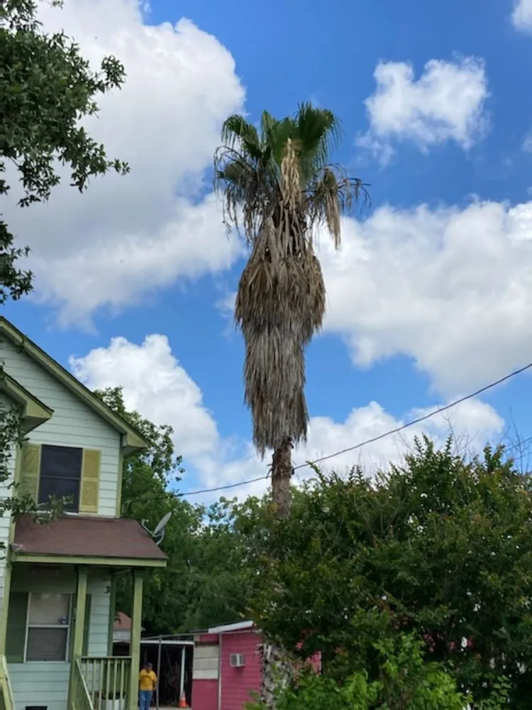 Top-rated yard cleanup service in San Antonio, TX by Top Notch Tree Service