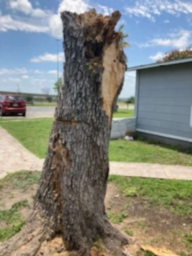 Custom yard maintenance for residential properties across San Antonio, TX - Top Notch Tree Service