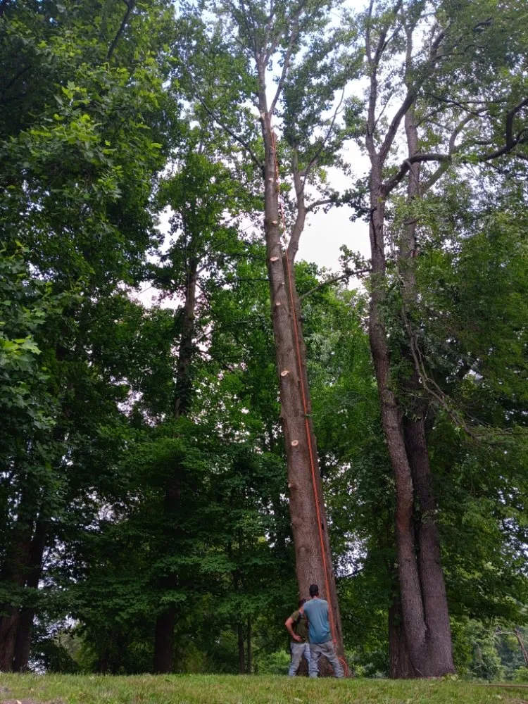 Trusted residential landscaping for outdoor upgrades in Clayton, DE by Top Notch Tree Services