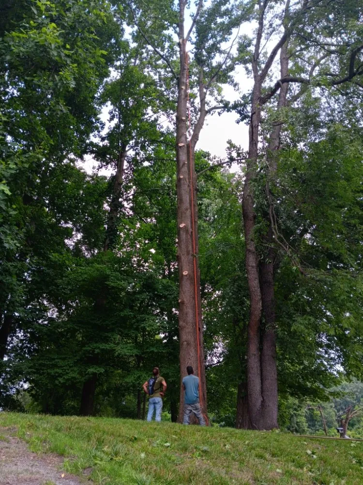 Top-rated lawn mowing service in Clayton, DE by Top Notch Tree Services