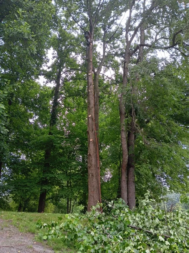 Expert lawn care service near you across Clayton, DE - Top Notch Tree Services