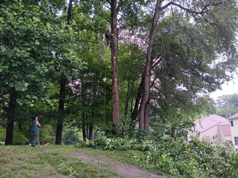 Trusted yard cleanup service experts serving Clayton, DE - Top Notch Tree Services