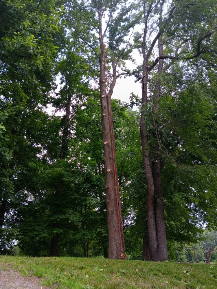 Expert lawn mowing service experts serving Clayton, DE - Top Notch Tree Services