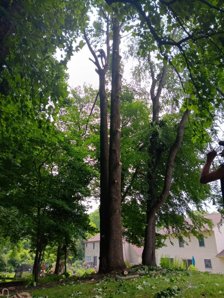 Expert landscape design experts serving Clayton, DE - Top Notch Tree Services