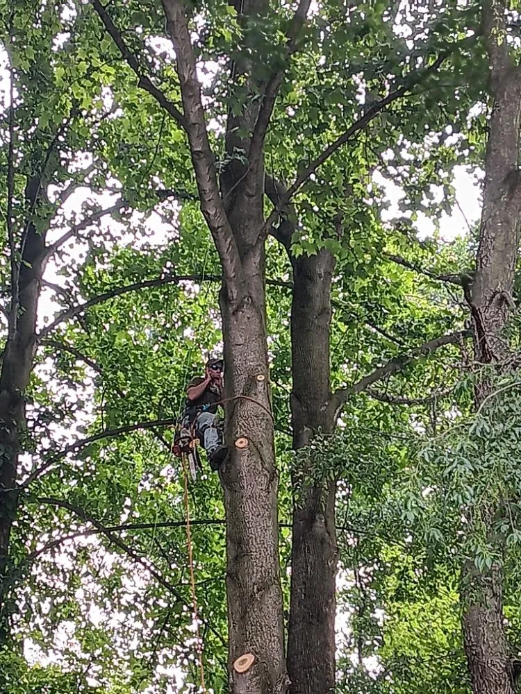 Trusted lawn mowing service in Clayton, DE by Top Notch Tree Services