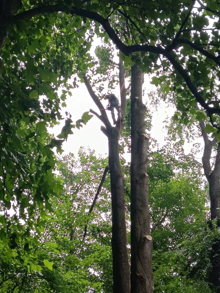 Expert landscape design for beautiful yards in Clayton, DE by Top Notch Tree Services