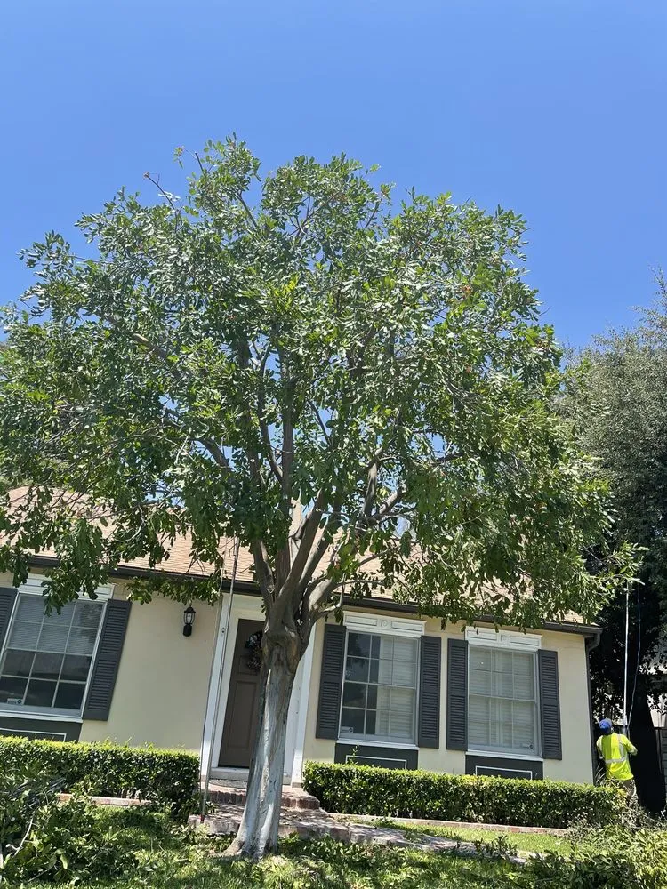 Top-rated yard maintenance experts serving Colton, CA - Top Notch Tree Services