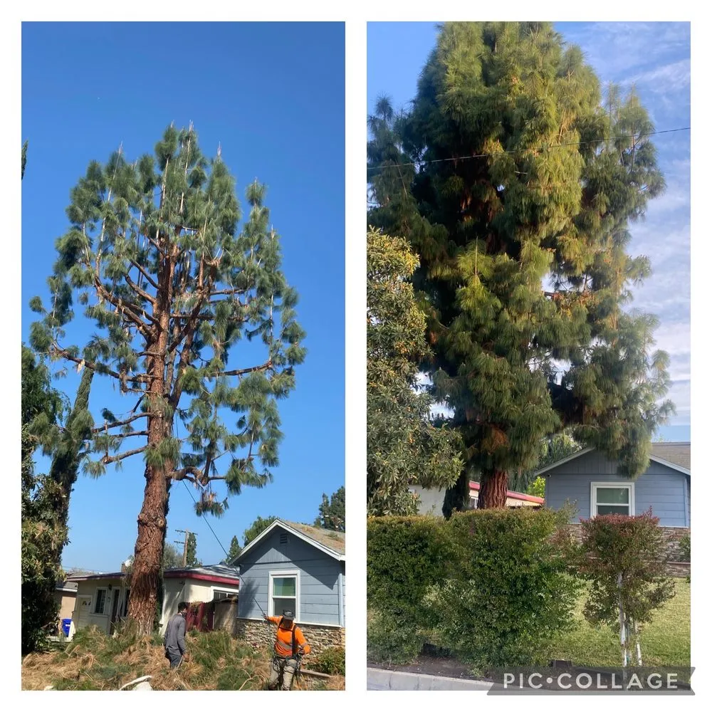 Professional yard cleanup service experts serving Colton, CA - Top Notch Tree Services
