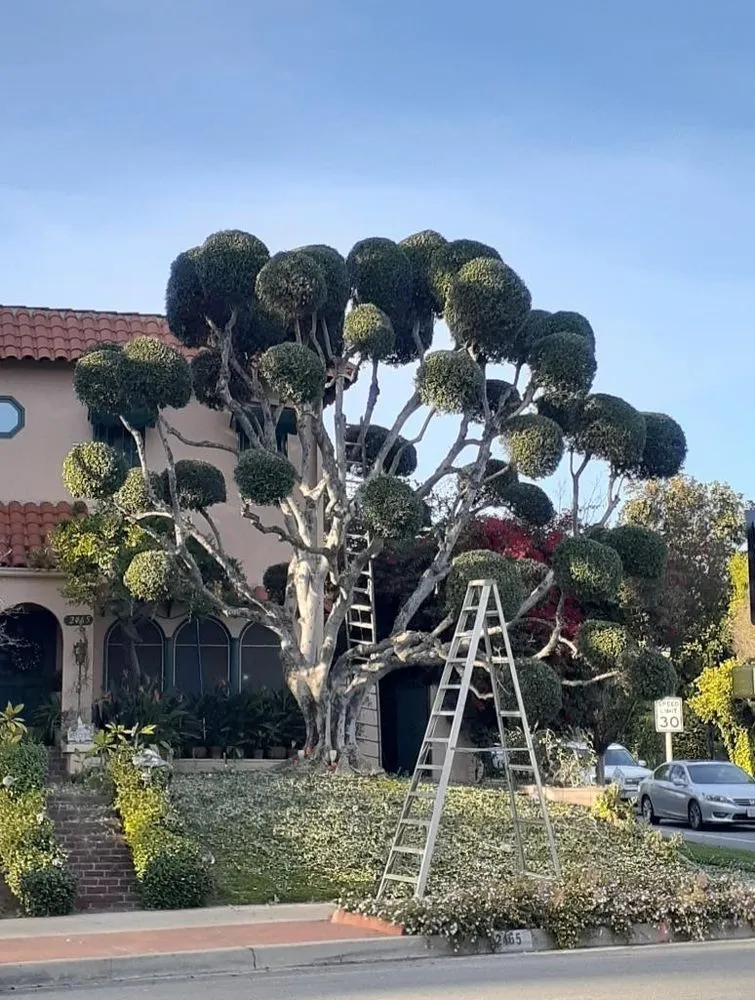 Affordable garden landscaping in Colton, CA - Top Notch Tree Services