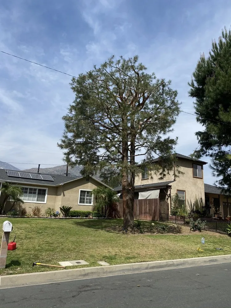 Top-rated yard maintenance in Colton, CA by Top Notch Tree Services