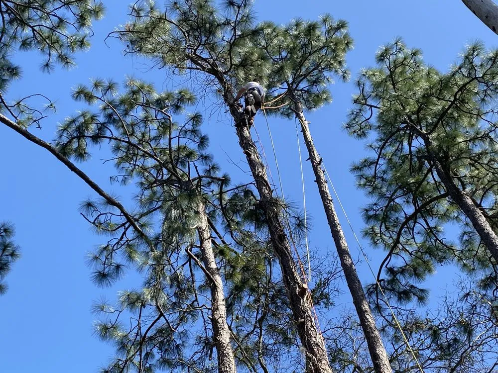 Affordable lawn mowing service for year-round maintenance in Bloomingdale, GA by Top Notch Tree Solutions