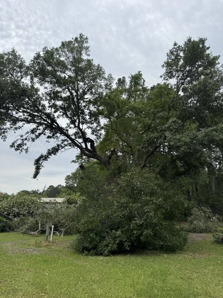 Reliable lawn care service in Bloomingdale, GA - Top Notch Tree Solutions