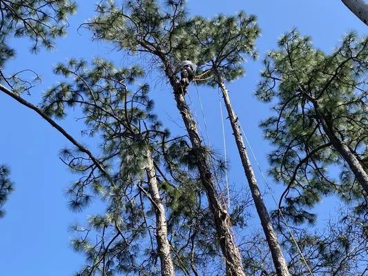 Top Notch Tree Solutions