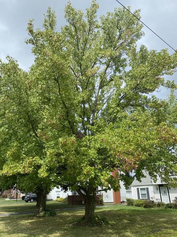 Expert lawn mowing service experts serving Salem, OH - Top Notch Trees