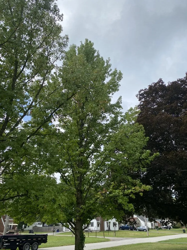 Local yard cleanup service in Salem, OH - Top Notch Trees