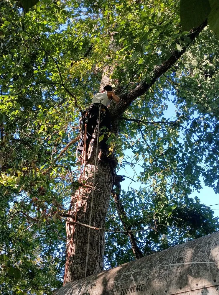 Local residential landscaping in London, KY - Top Notch Trimming & Property Management