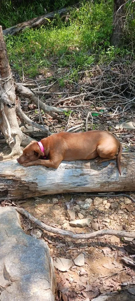 Trusted landscaping services for residential properties in London, KY by Top Notch Trimming & Property Management