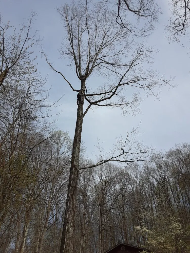 Top-rated lawn care service in London, KY by Top Notch Trimming & Property Management