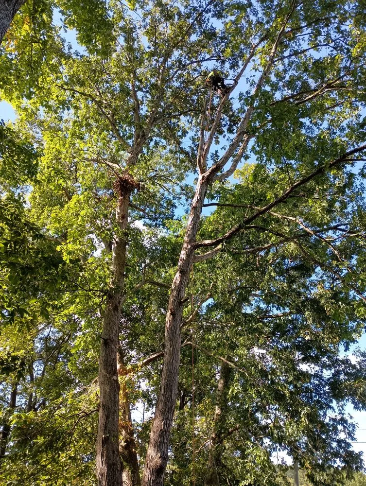Custom yard maintenance for outdoor upgrades across London, KY - Top Notch Trimming & Property Management