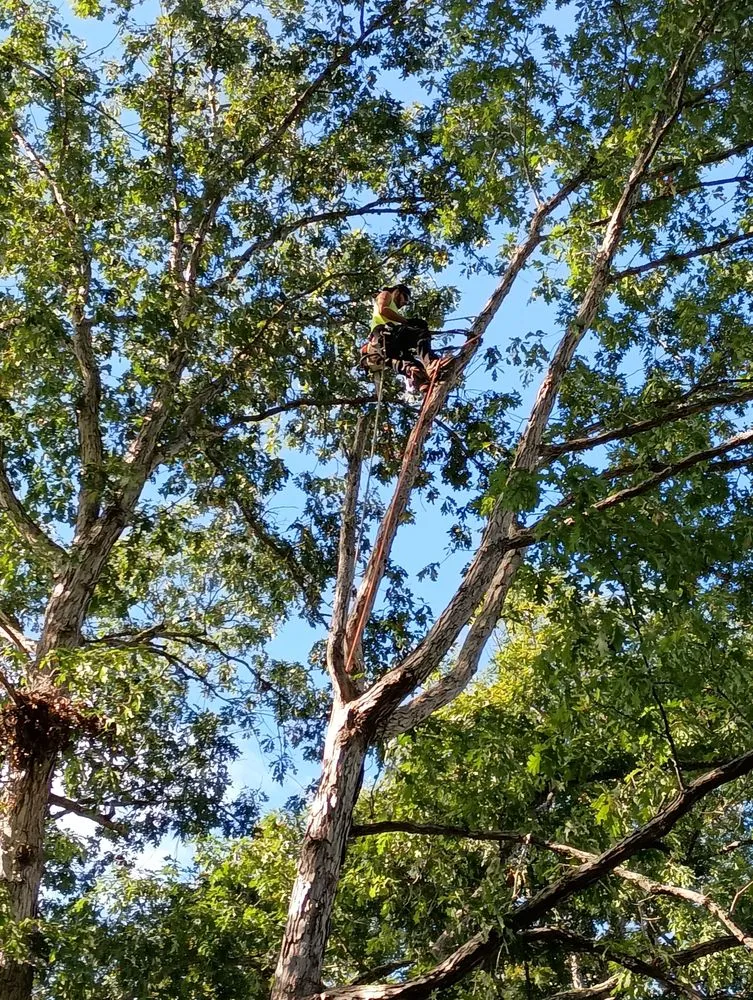 Top-rated landscape installation in London, KY by Top Notch Trimming & Property Management
