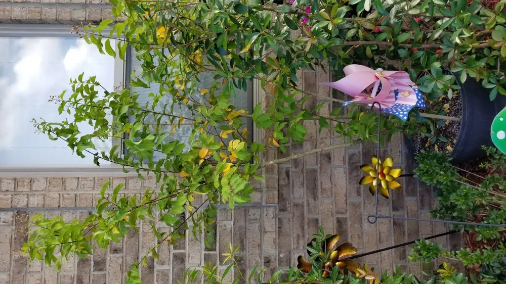 Professional lawn care service in North Little Rock, AR - Top Notch Turf and Pest